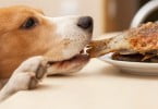 cão a roubar comida da mesa