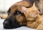 5 recomendações para detentores de animais em tempo de quarentena