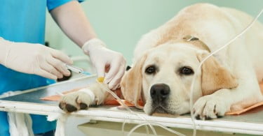 cão no veterinário destaque