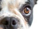 cão olho Destaque Veterinária Atual