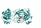 composto antiviral corinavirus felino Veterinária Atual