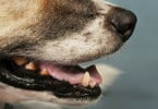 cão focinho Veterinária Atual