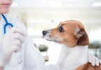 cão no veterinário Veterinária Atual