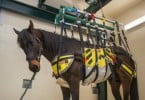 elevador para cavalos Veterinária Atual