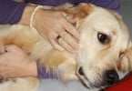 Tellington TTouch CPCA Veterinária Atual