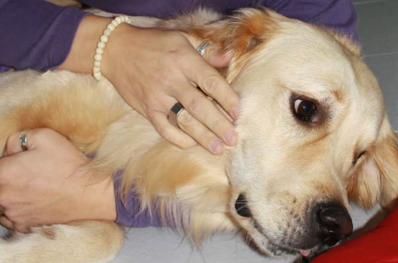 Tellington TTouch CPCA Veterinária Atual