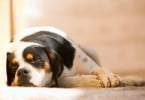 cão Veterinária Atual