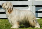 raças caninas