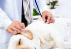 veterinário