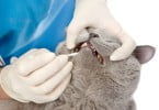 Clínica veterinária distribui escovas de dentes para promover saúde oral