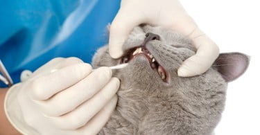 Clínica veterinária distribui escovas de dentes para promover saúde oral