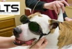 IVLTS Veterinária Atual