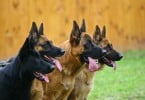 cães Pastor Alemão