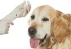 cão a levar injeção