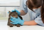 gato no veterinário