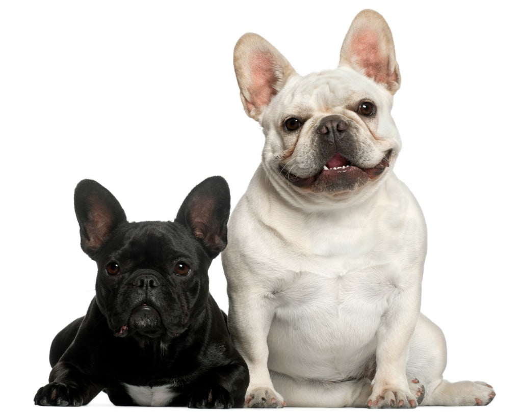 French Bulldog (2 years old), French Bulldog (2 years old)