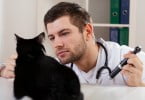 gato veterinário Veterinária Atual