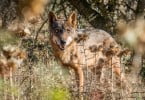 lobo ibérico Veterinária Atual