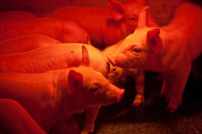 Peste suína africana: Timor-Leste confirma morte de 400 porcos