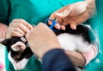 colocar chip em gato - veterinário