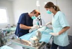 Cirurgia Veterinária Veterinária Atual