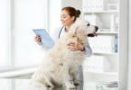 cão no veterinário Veterinária Atual