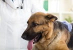 cão no veterinário Veterinária Atual
