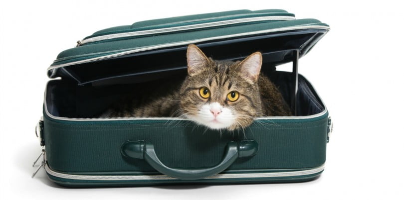 gato numa mala de viagem