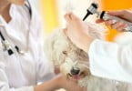 medicina veterinária Veterinária Atual