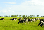 vacas leiteiras