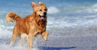 praias pata cães