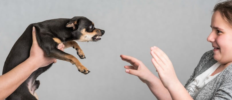 Comportamento Animal Especial Comportamento Veterinária Atual