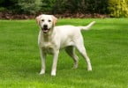 cão labrador Veterinária Atual