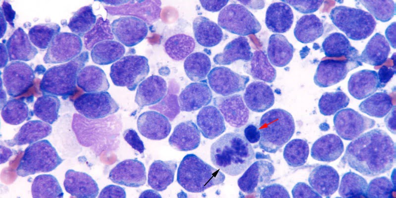 linfoma canino GeneVet Veterinária Atual