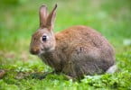 doenças que afetam os coelhos bravos