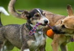cães