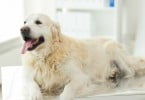 cão no veterinário Veterinária Atual