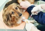 cão no veterinário Veterinária Atual
