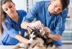 equipa veterinários Veterinária Atual