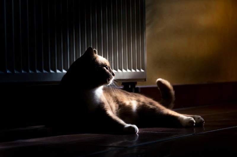 gato dentro de casa Veterinária Atual