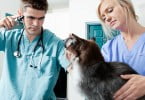 gato no veterinário Veterinária Atual