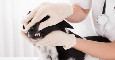 Mercado de material odontológico veterinário deverá crescer 7,7% até 2026