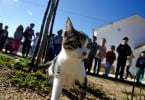 Didi gato adotado em Coimbra Veterinária Atual