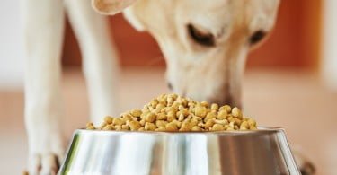 Instituto do Animal realiza curso de ‘Alimentação e Nutrição do Cão’
