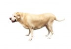 cão gordo