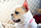 Médica veterinária pede a veterinários para agirem na consciencialização sobre cães branquicéfalos