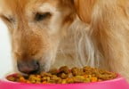 Referências de pet food aumentam 45% em 2017