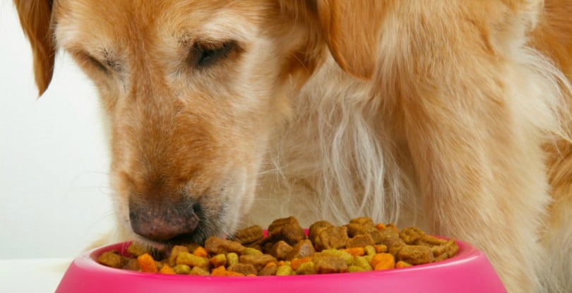 Referências de pet food aumentam 45% em 2017