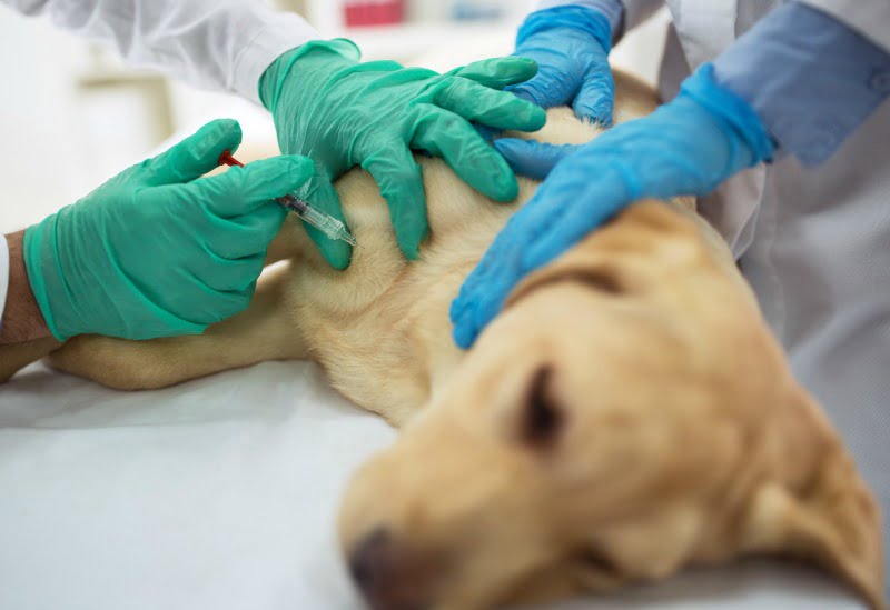cão a ser vacinado Veterinária Atual