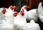 Criada Associação Portuguesa de Ciência Avícola para promover “conhecimento avícola”